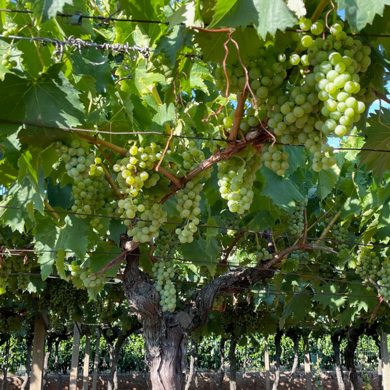 Progetto senza titolo - 1