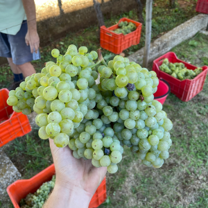 Progetto senza titolo - 2