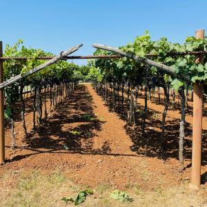 Progetto senza titolo - 4